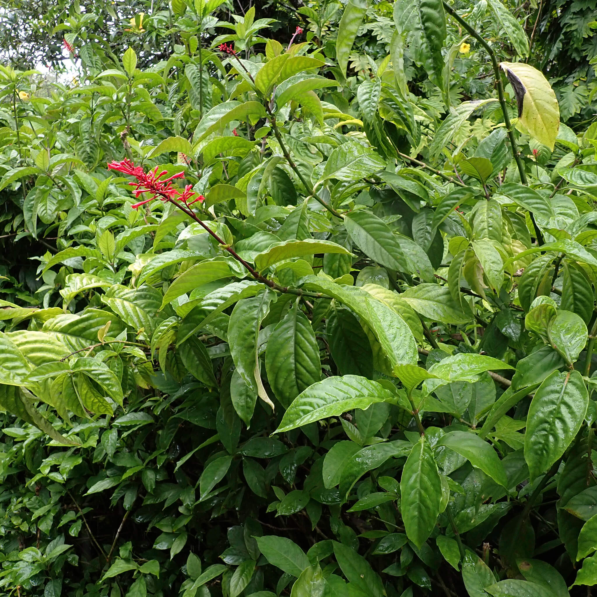 Odontonema cuspidatum